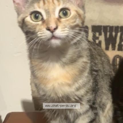 Photo 1/1 Inesse Chat lost in St isidore