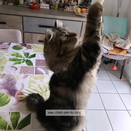 Photo 1/1 Simba Chat lost in Pezenas