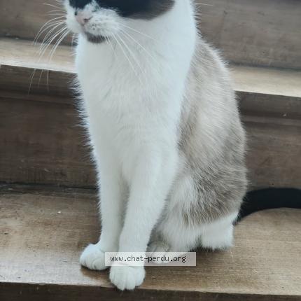 Foto van vermiste kat in Ans