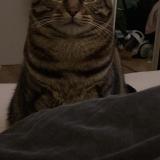 Picture of cat lost at Messy