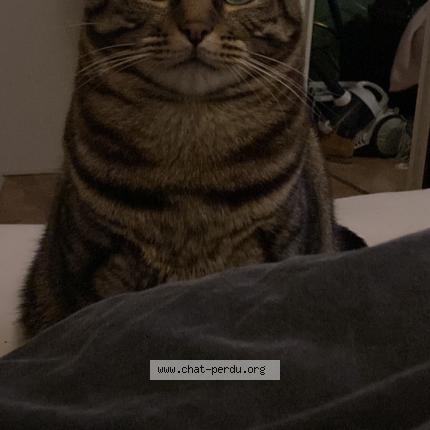 Photo 1/1 Smarties Chat lost in Messy