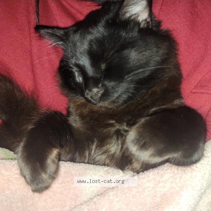 Photo 1/1 Anakin Chat lost in Santa maria