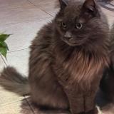 Picture of cat lost at Angers