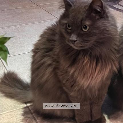 Photo 1/1 Edgar Chat lost in Angers