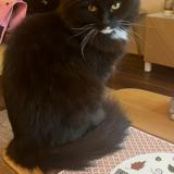 Photo of a cat found in Avon