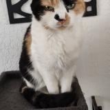 Picture of cat lost at Saint Etienne