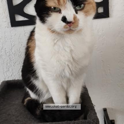 Photo 1/1 Mia Chat lost in Saint etienne