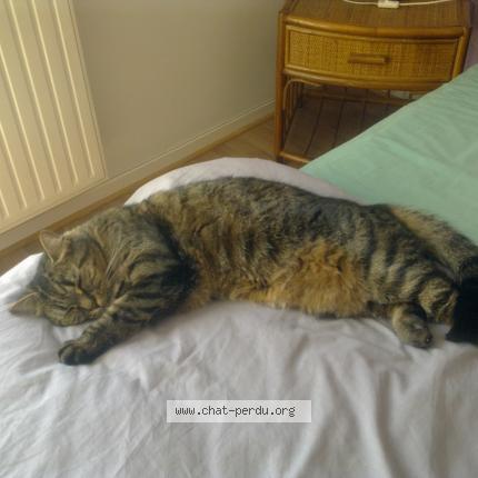 Photo 1/2 MINOUCHE Chat lost in Cannes la bocca