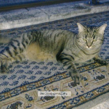 Photo 2/2 MINOUCHE Chat lost in Cannes la bocca