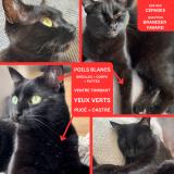 Picture of cat lost at Gradignan