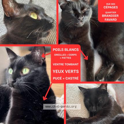 Photo 1/5 Ori Chat lost in Gradignan