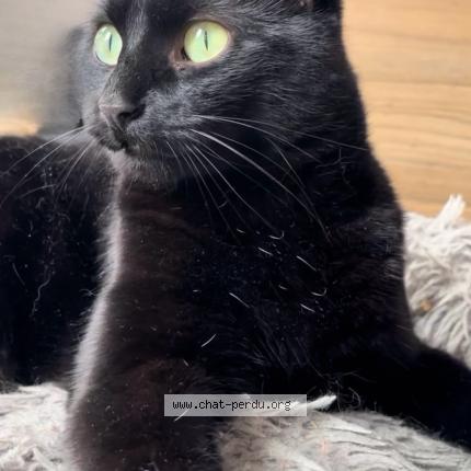 Photo 2/5 Ori Chat lost in Gradignan