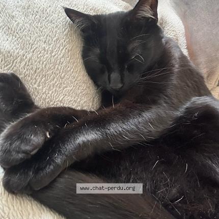 Photo 3/5 Ori Chat lost in Gradignan