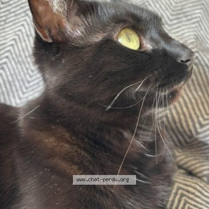 Photo 4/5 Ori Chat lost in Gradignan