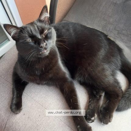 Photo 5/5 Ori Chat lost in Gradignan