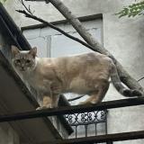 Picture of cat lost at Aubervilliers