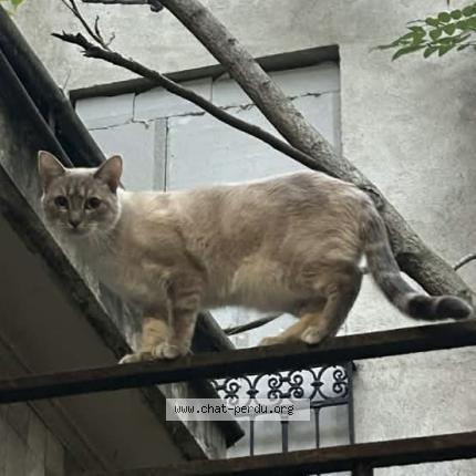 Photo 1/1 Bijou Chat lost in Aubervilliers