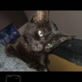 Picture of cat lost at Andel