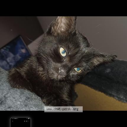 Photo 1/1 Ruby Chat lost in Andel