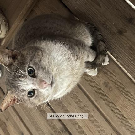 Photo 1/1 Found cat Found in Chalonnes sur loire