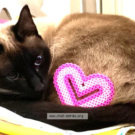 Photo 1/1 Jerry Chat lost in Wezembeek oppem