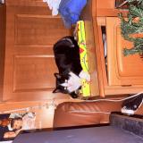 Picture of cat lost at Bourgtheroulde