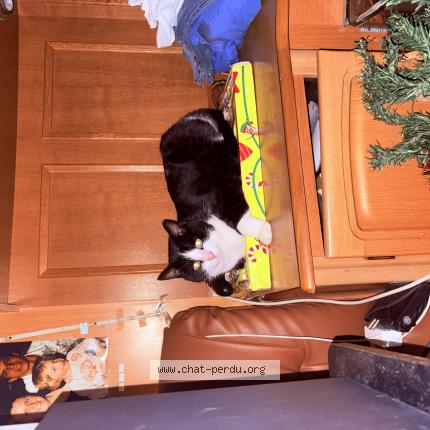 Photo 1/1 Simba Chat lost in Bourgtheroulde