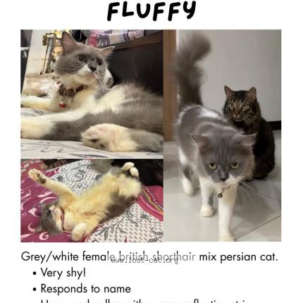Photo 1/1 Fluffy Chat lost in Singapore