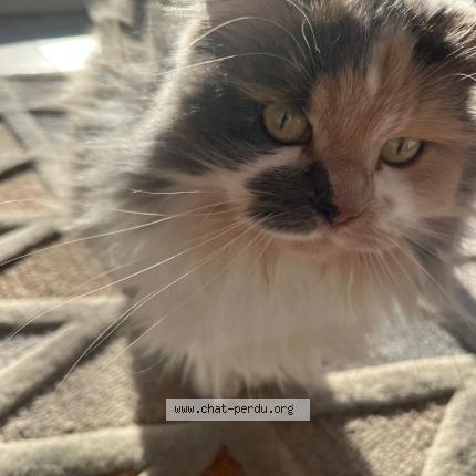 Photo 1/1 LOLA Chat lost in Rambouillet