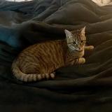 Picture of cat lost at Corps Nuds