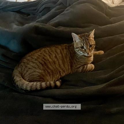 Photo 1/1 Zizou Chat lost in Corps nuds