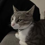 Picture of cat lost at Rognes