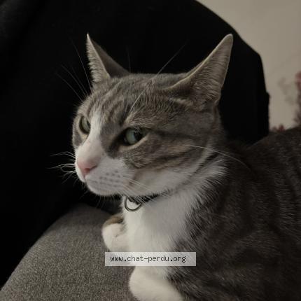 Photo 1/1 Crystal Chat lost in Rognes