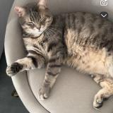 Picture of cat lost at Bourguebus