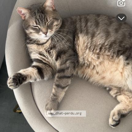 Photo 1/1 Romy Chat lost in Bourguebus