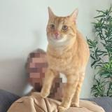 Picture of cat lost at L Oie