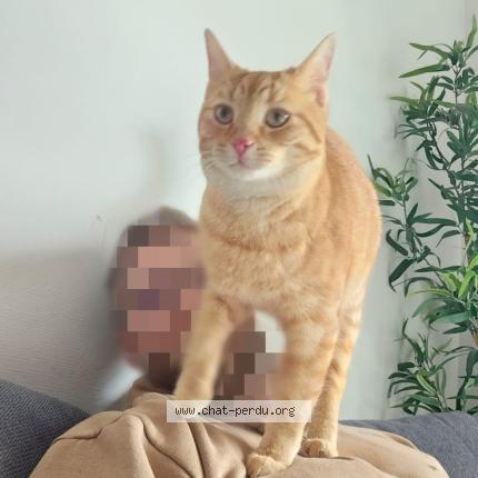 Photo 1/1 Maui Chat lost in L oie