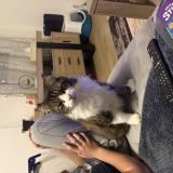 Picture of cat lost at Anglet