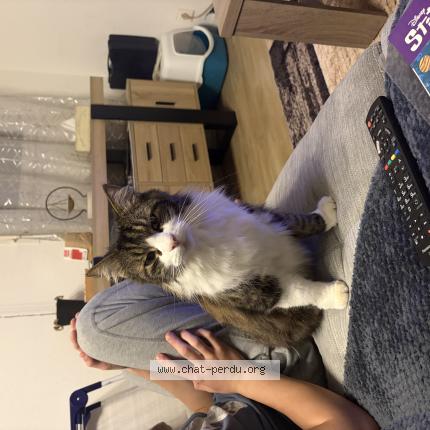 Photo 1/1 Potter Chat lost in Anglet