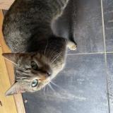 Picture of cat found at Montauban