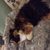 Picture of cat lost at Phaffans