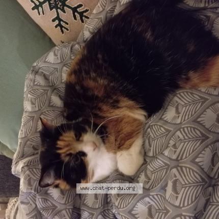 Photo 1/1 CHIPIE Chat lost in Phaffans