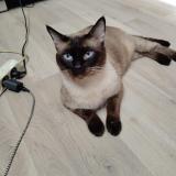 Picture of cat found at Argeles Sur Mer