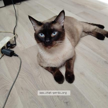 Photo 1/1 Found cat Found in Argeles sur mer