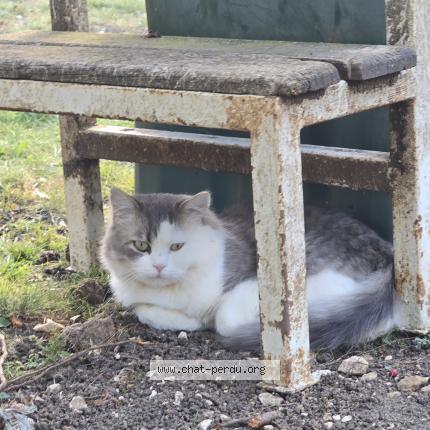 Photo 1/1 Upa Chat lost in Parmain