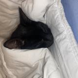 Picture of cat lost at Melun