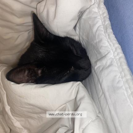 Photo 1/1 Morad Macherak Chat lost in Melun