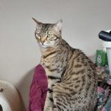 Picture of cat lost at Vendome