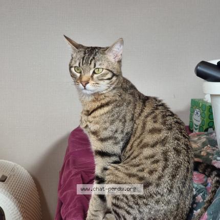 Photo 1/1 Cookie Chat lost in Vendome