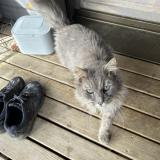 Picture of cat found at Avoudrey